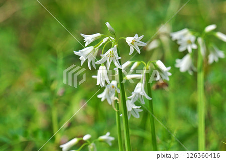 白いアリウムトリケトラムの花(春、四月) 白いアリウムトリケトラムの花(春、四月) 126360416