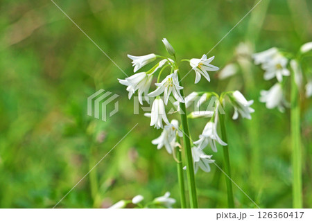 白いアリウムトリケトラムの花（春、四月） 126360417