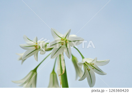 白いアリウムトリケトラムの花（春、四月） 126360420