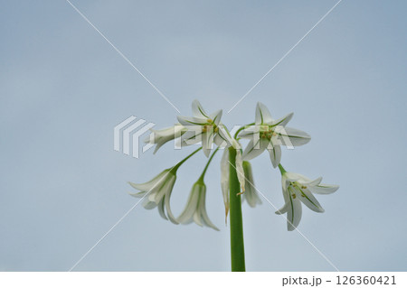 白いアリウムトリケトラムの花（春、四月） 126360421