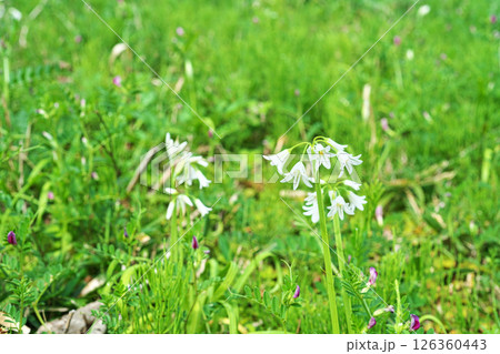 白いアリウムトリケトラムの花(春、四月) 白いアリウムトリケトラムの花(春、四月) 126360443