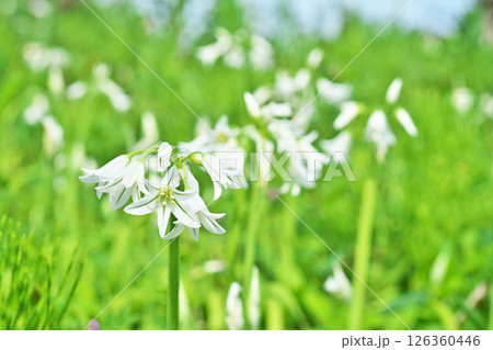 白いアリウムトリケトラムの花(春、四月) 白いアリウムトリケトラムの花(春、四月) 126360446