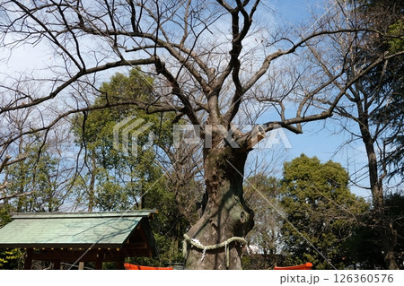 大田区矢口に鎮座する新田(にった)神社 大田区矢口に鎮座する新田(にった)神社 126360576