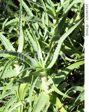 アロエを撮影した写真 126360595