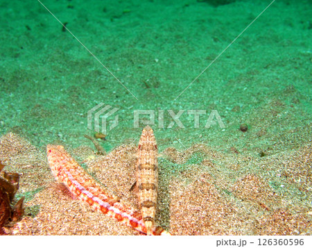 野生のエソを観察する 126360596