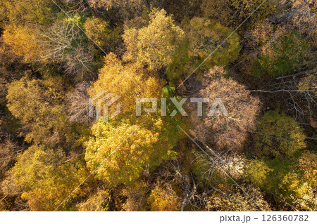 Wooded sunset hills of Appalachian mountains in North Carolina with lush and evergreen forest trees at fall season. Beauty of autumnal nature 126360782