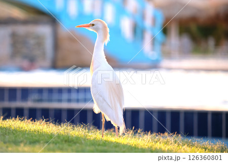 White cattle egret wild bird, also known as Bubulcus ibis walking on green lawn in summer White cattle egret wild bird, also known as Bubulcus ibis walking on green lawn in summer 126360801