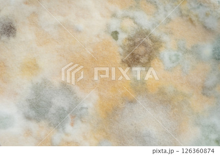 Fungi mould surface background Fungi mould surface background 126360874