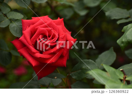 真っ赤な春のバラ 126360922