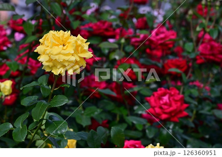 色とりどりの薔薇 色とりどりの薔薇 126360951