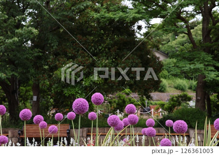 長久保緑化公園の花壇の花 126361003