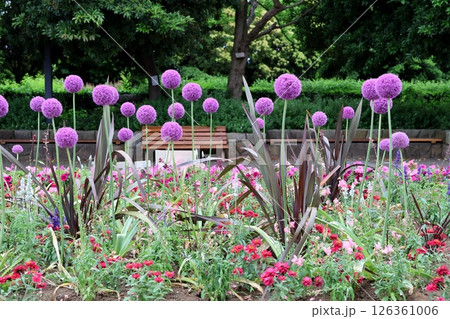 長久保緑化公園の花壇の花 長久保緑化公園の花壇の花 126361006