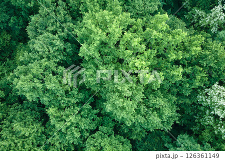 Top down flat aerial view of dark lush forest with green trees canopies in summer Top down flat aerial view of dark lush forest with green trees canopies in summer 126361149