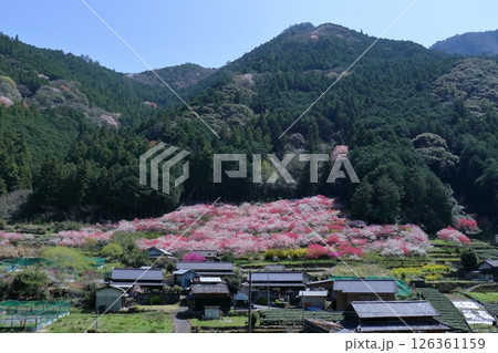久喜の花桃 春爛漫 (高知県 仁淀川町) 久喜の花桃 春爛漫 (高知県 仁淀川町) 126361159
