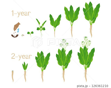 Two year growth cycle of horseradish from seed on a white background. Two year growth cycle of horseradish from seed on a white background. 126361210