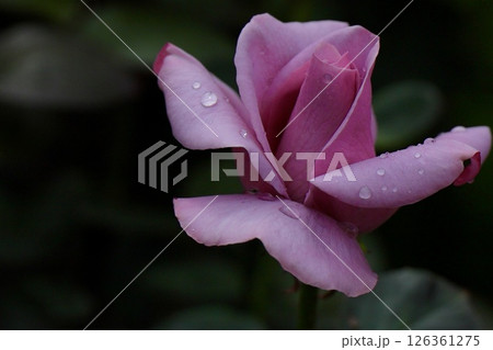 雨上がり花開く 126361275