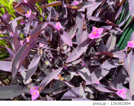 ムラサキゴテン（紫御殿）パープルハート、セトクレアセア 126361804
