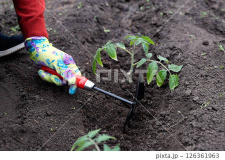 Gardener tending to young tomato plants in a home garden during springtime 126361963