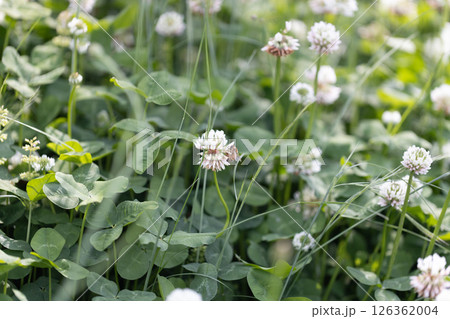 シロツメクサの蜜を吸うミツバチ 126362004