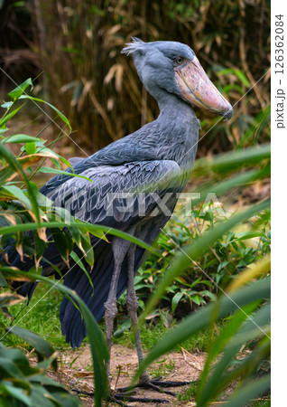 Full-Body Portrait of a Shoebill Stork in Wetland Vegetation Full-Body Portrait of a Shoebill Stork in Wetland Vegetation 126362084
