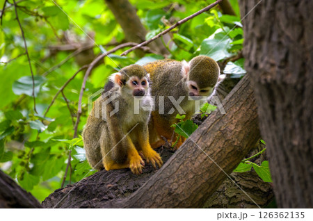 Two Common Squirrel Monkeys on Tree Branch 126362135
