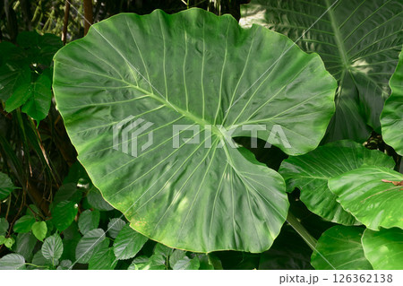 沖縄の森・クワズイモ・葉(沖縄県・うるま市) 沖縄の森・クワズイモ・葉(沖縄県・うるま市) 126362138