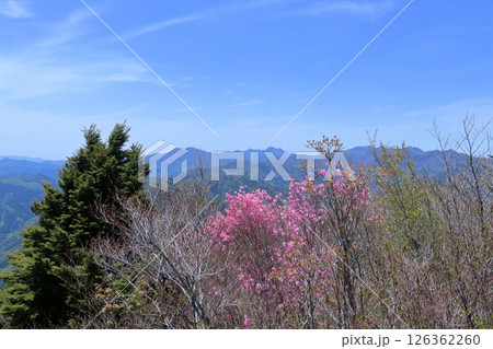 山頂のアケボノツツジと石鎚山脈　（高知県　土佐町　稲叢山） 126362260