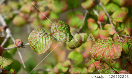植物イメージ 植物イメージ 126362298
