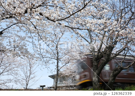 春の嵐電北野線と通過する電車 春の嵐電北野線と通過する電車 126362339