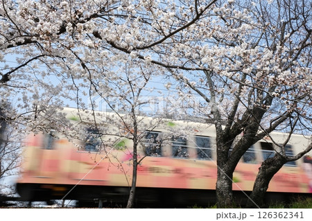 春の嵐電北野線と通過する電車 春の嵐電北野線と通過する電車 126362341
