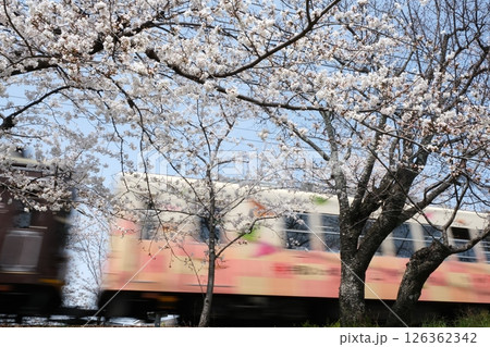 春の嵐電北野線と通過する電車 126362342