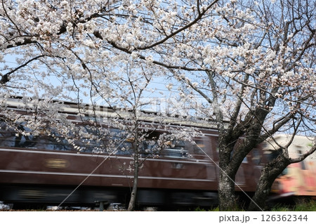 春の嵐電北野線と通過する電車 春の嵐電北野線と通過する電車 126362344