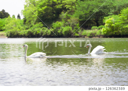 コブハクチョウ コブハクチョウ 126362389