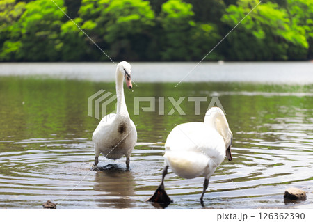 コブハクチョウ コブハクチョウ 126362390