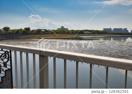 谷津干潟（千葉県習志野市） 126362501