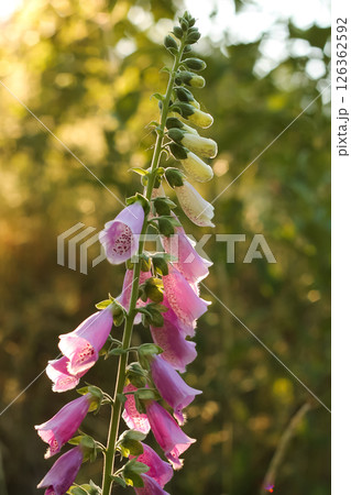 Beautiful And Dreamy Pink Foxglove Beautiful And Dreamy Pink Foxglove 126362592