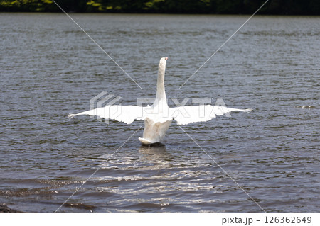 翼を広げるコブハクチョウ 126362649