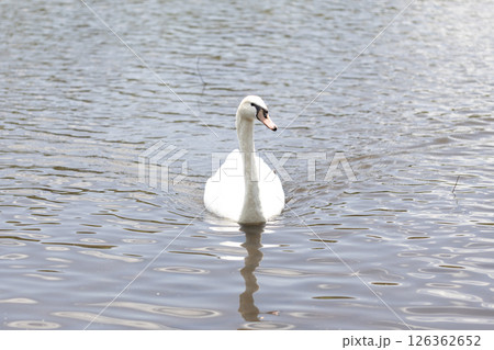 コブハクチョウ コブハクチョウ 126362652