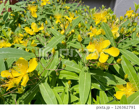 ビヨウヤナギ 黄色い花が咲く庭木 初夏の花 ビヨウヤナギ 黄色い花が咲く庭木 初夏の花 126362791