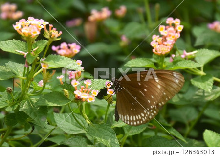 butterfly hanging and feeding nectar from flower in garden butterfly hanging and feeding nectar from flower in garden 126363013