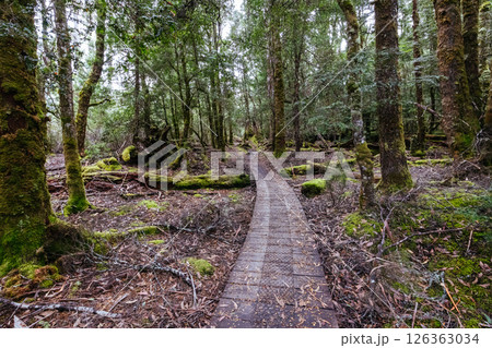 Overland Track Landscape in Tasmania Australia Overland Track Landscape in Tasmania Australia 126363034