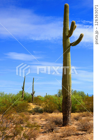 Early Winter Landscape Sonoran Desert Arizona 126363071