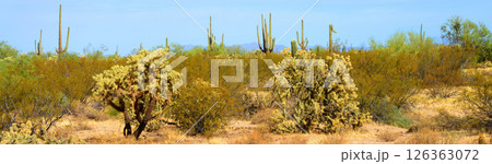 Early Winter Landscape Sonoran Desert Arizona 126363072