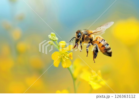 Close-up macro of bee on yellow flower. Honey bee collects nectar. Flying large honeybee collecting bee pollen from flowers blossom. Blur natural background. Sunny bright day. Summer and spring. 126363112