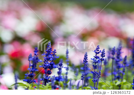 埼玉県狭山市智光山公園 ラベンダー 埼玉県狭山市智光山公園 ラベンダー 126363172