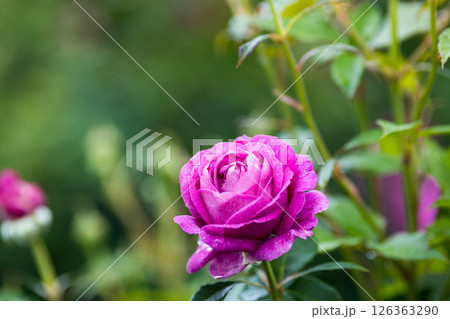 埼玉県狭山市智光山公園　バラ園 126363290