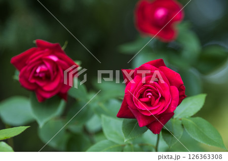 埼玉県狭山市智光山公園　バラ園 126363308