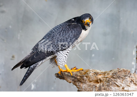 枝に止まりこちらを見るハヤブサ 枝に止まりこちらを見るハヤブサ 126363347