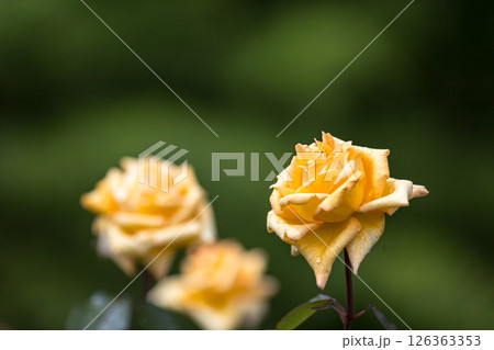 埼玉県狭山市智光山公園　バラ園 126363353