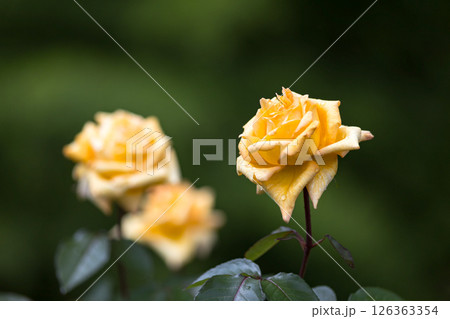 埼玉県狭山市智光山公園　バラ園 126363354